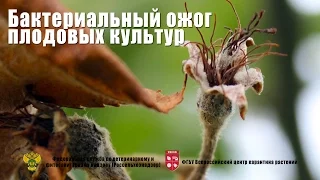 Бактериальный ожог плодовых культур (Erwinia amylovora (Burill.) Winslowetal.)