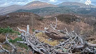 Affric 152 lands on Loch Arkaig Osprey Nest One and takes a fish from Garry LV0 12 Apr 2024