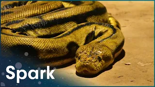 What Is Anti-Venom And How Does It Work? | World's Worst Venom | Spark