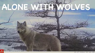 ALONE WITH WOLVES / Real Siberia / Adventure / Bushcraft in Siberia / The wildest place in Siberia