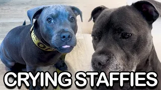 Sniffles to Snacks: 2 English Staffies' Emotional Rollercoaster!