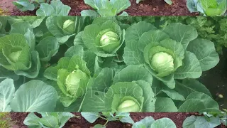 Йод - Супер Средство Для Капусты | Iodine-A Super Remedy For Cabbage
