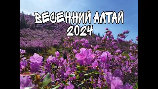 Алтай 2024 Цветение маральника