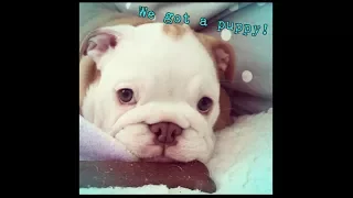 WE GOT A PUPPY!! || English Bulldog Puppy