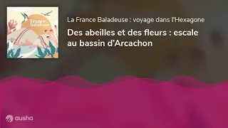 Des abeilles et des fleurs : escale au bassin d’Arcachon