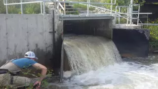 Salmon running at the bowmanville fishway