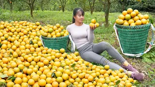 Harvesting Orange Garden Go To Market Sell, Replant vegetables in bamboo tubes - Free Bushcraft