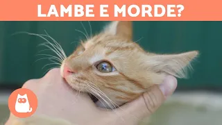 Por que o GATO LAMBE e depois MORDE? - Comportamento explicado!