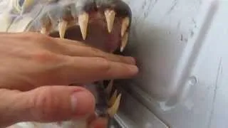 Goliath Tigerfish