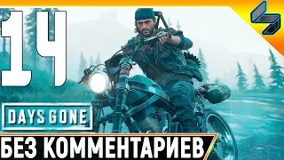DAYS GONE (Жизнь После) #14 ➤ Прохождение Без Комментариев На Русском ➤ PS4 Pro 1440p 60FPS