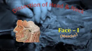 Face I - Muscles