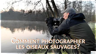 Comment photographier les oiseaux sauvages? | Photographie Animalière