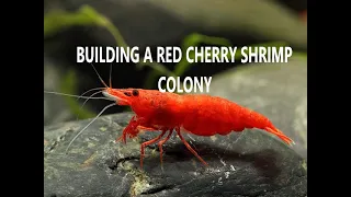 Trying To Build A Red Cherry Shrimp Colony