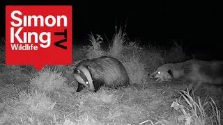 Badger and Fox Fight Over Food!