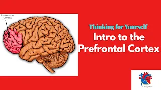 Intro to the Prefrontal Cortex