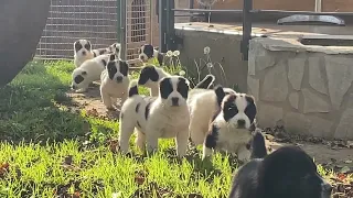 Alabay puppies - First walk 🍀🍁