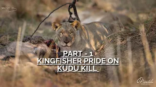 Part 1: Kingfisher Pride on a Kudu Kill | Marataba Safari Lodge | South Africa | #wildlife #lion