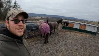 Introducing Our New Mares To The Geldings