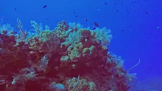 Grand Cayman - GoPro Edit -1