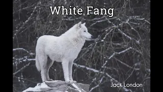 White Fang by JACK LONDON - FULL AudioBook - Free AudioBooks