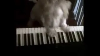 Funny Dog Video