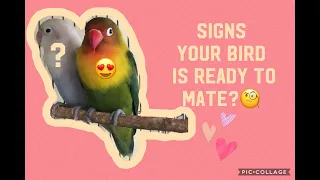 SIGNS YOUR LOVEBIRDS ARE READY TO MATE 🦜❤️🦜  (nest haul?) 🤗😅