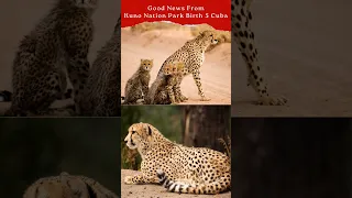 Cheetah gamini gives birth 5 cubs in MP's kuno national park. #shortvideo #currentaffairs