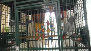 African Grey Parrot sings Happy Birthday