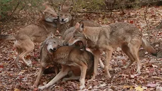 Playful Red Wolf Family