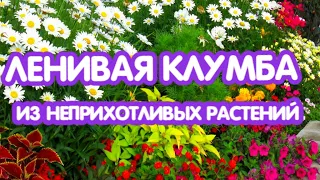 Ленивая клумба. Лучшие неприхотливые цветы, которые стоит посеять!