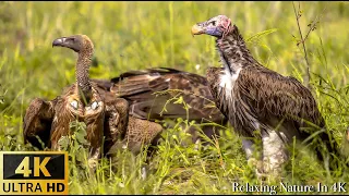 4K Amazing African Birds - African Wildlife Video with Birds Sounds - 2 HRS