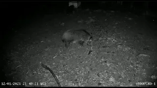 Wild Boar video - Best Hunting Camera