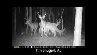 Lucky Buck's Trail Cam Collection (Nov. 2012)