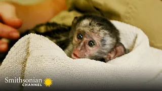Adorable: This Baby Monkey Loves His Favorite Foods 🐒 Malawi Wildlife Rescue | Smithsonian Channel