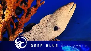 Moray eel lashes out at diver and more incredible moments - documentary