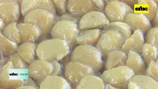 Producción de macadamia y sus ventajas como cultivo alternativo