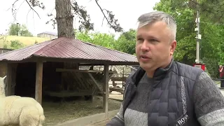 Виктор Жиленко: делаем причёски альпакам!