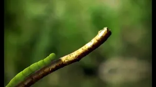 Minuscule 08 The Caterpillar and the Brook