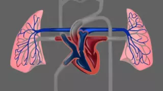 Сердечно сосудистая система (Анатомия)