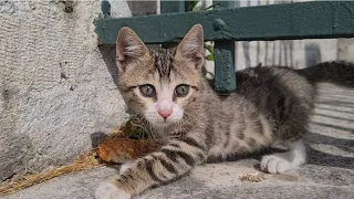 Little Kitten lost its mother and is wandering around Alone.