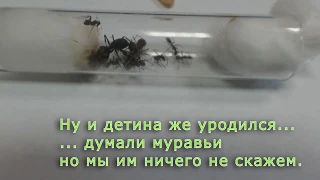 Подселение