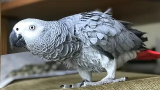 African Grey Parrot Singing & Talking - Grey Parrot Sounds & Dancing