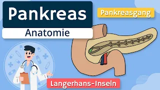 Pankreas - Aufbau und Funktion einfach erklärt