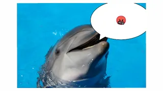 A short sound of a dolphin for swearing a mat. Звук запикивания дельфин