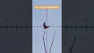 HEADSHOT | 113 YARDS | Invasive Starling Hunting