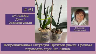 # 61 День 8. Непредвиденная ситуация. Орхидеи упали. Срочная пересадка двух фаленопсисов Биг Лип