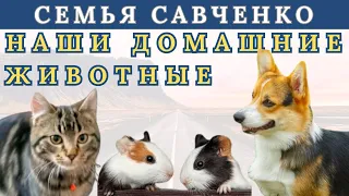 Домашние животные в семье Савченко / Корги, Кот, Морские свинки