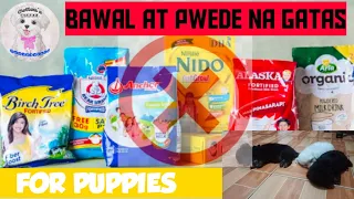 BAWAL AT PWEDE NA GATAS PARA SA TUTA | MILK REPLACER FOR PUPPIES