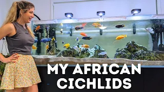 Keeping my African Cichlid Aquariums - There's ONE Problem!