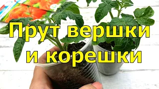 РАССАДА КРЕПКАЯ, с ТОЛСТЫМ СТВОЛИКОМ и МОЩНЫМИ КОРНЯМИ